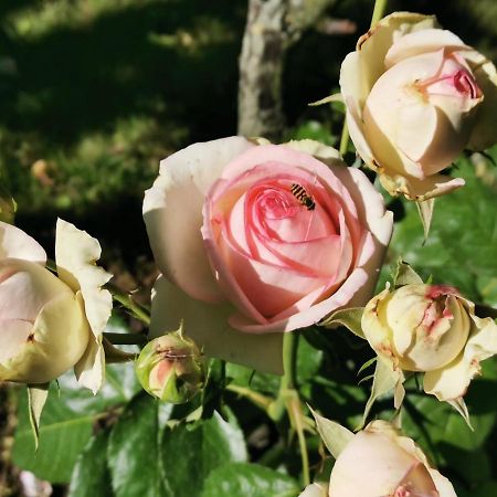 Corte Ginepro Roncoferraro エクステリア 写真